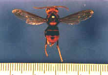 Vespa velutina; Foto: Sirinee Poonchaisri