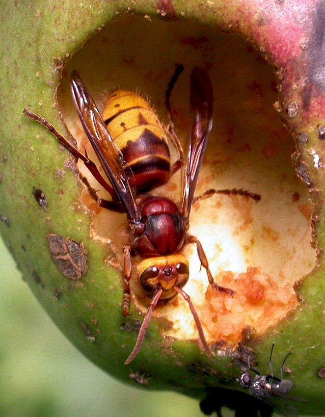 Vespa crabro vexator; Foto: Trevor Pendleton