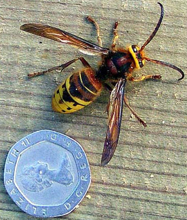 Vespa crabro vexator
