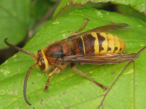 Foto: Paul West, Vespa crabro vexator, aufgenommen in in Marden, Kent, England im September 2009